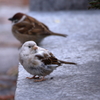 縁起がいい白いスズメ3