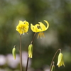 黄花カタクリ1