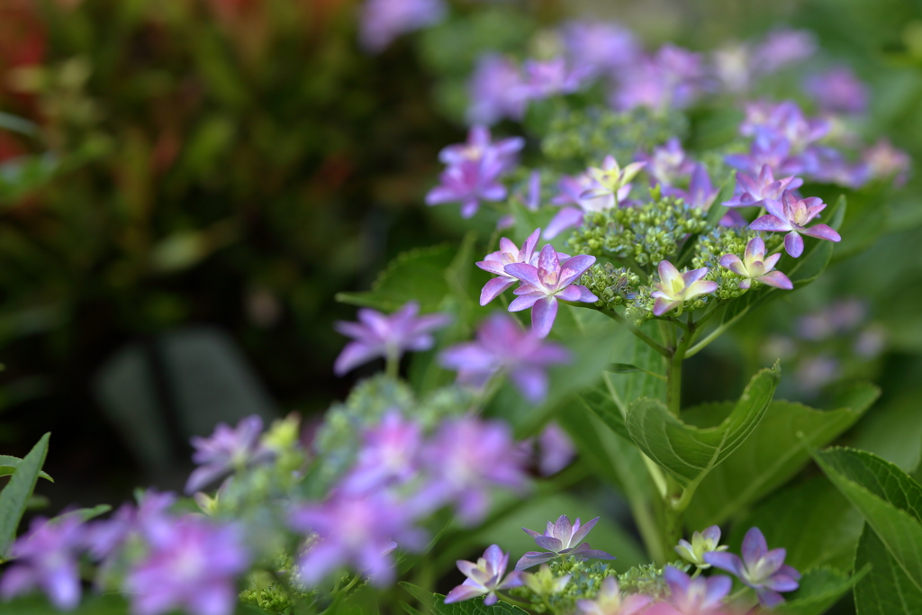 紫陽花3
