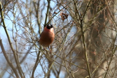ウソ♂3