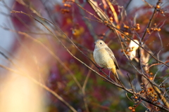 瞳が可愛らしいジョウビタキ♀1