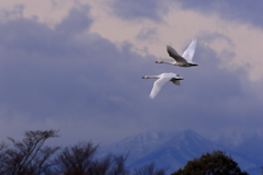 蔵王連峰に舞う2