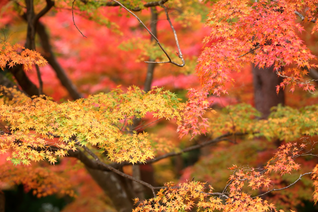 晩秋の彩り4