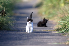 野良ちゃん前進1