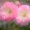 秋薔薇1