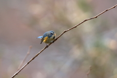 幸せの青い鳥3