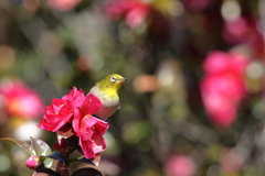 山茶花の蜜を1