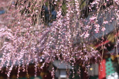 枝垂れ桜4