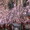 枝垂れ桜4
