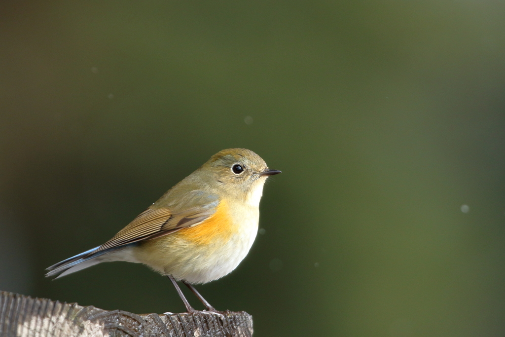 ルリビタキ♀