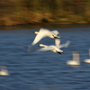 大沼の白鳥3