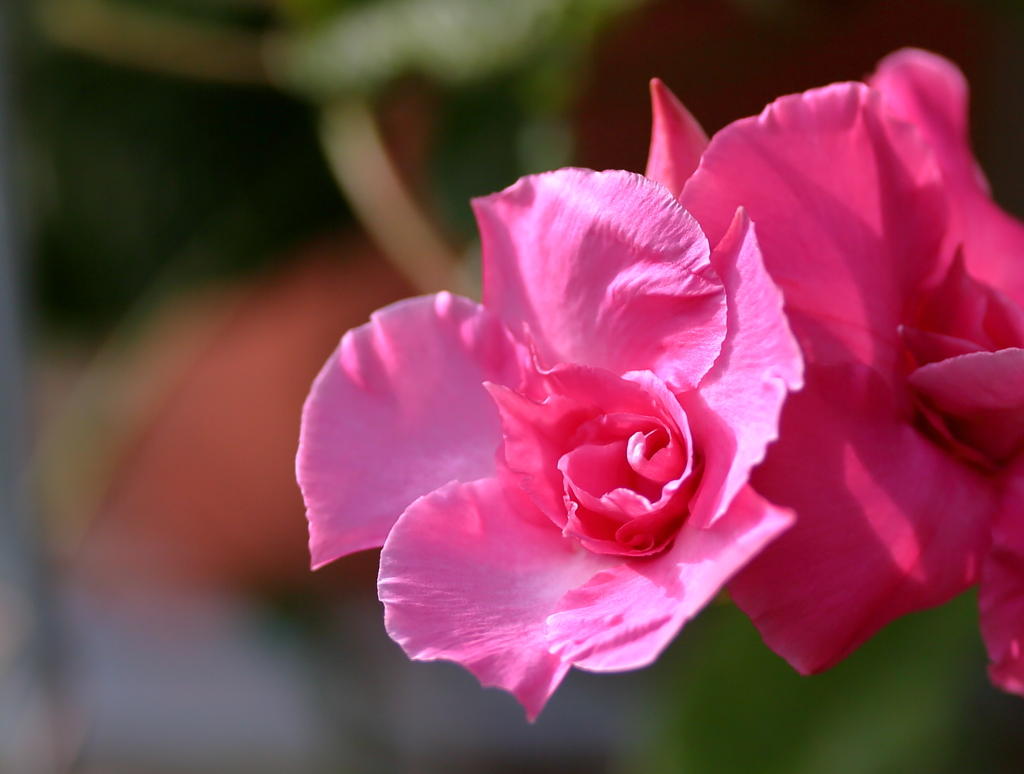 夏にお似合いの花