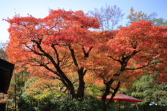 定義山にて2