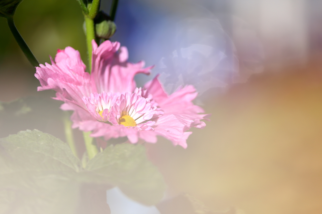ふしぎな花2
