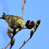 マヒワ♀2