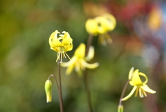 黄花カタクリ4