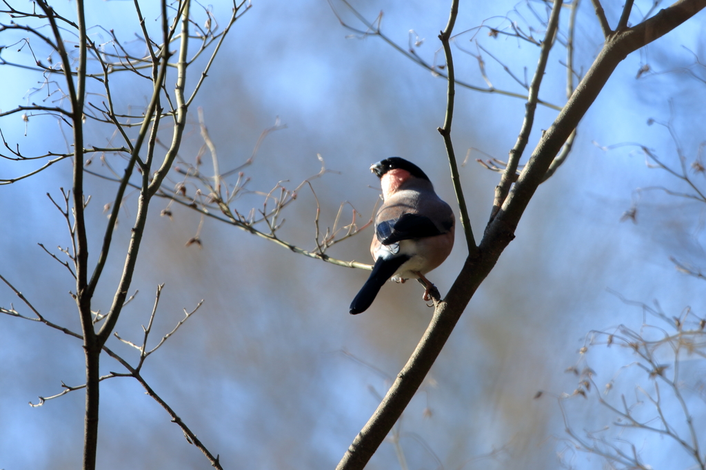 口笛のような鳴き声で1