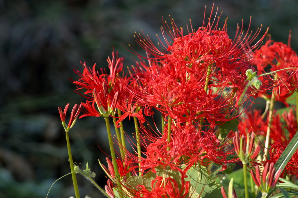 曼珠沙華