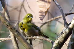 ホッコリさせられた仲良しメジロちゃん