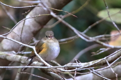 ふっくらルリ子ちゃん