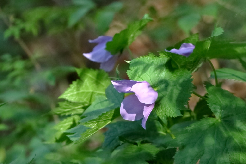 優美な花すがた