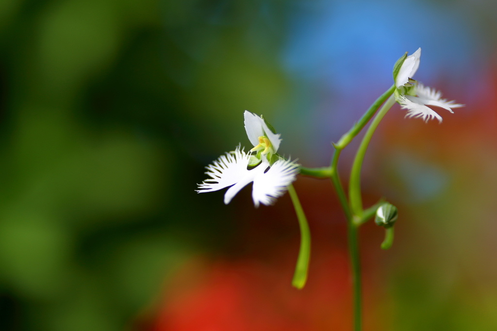 花に舞い上がる
