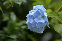 雨に打たれて重たげに