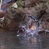 水面からの飛び出し1