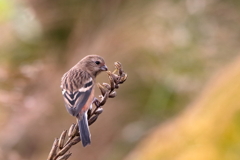 フィッフッと鳴きながら(^^♪