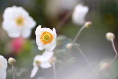 秋明菊1