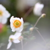 秋明菊1