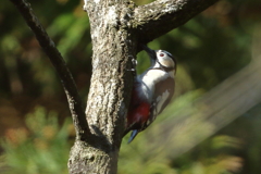 アカゲラ