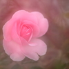 秋薔薇4