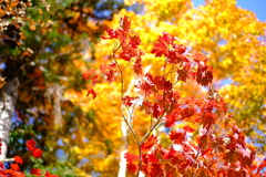 40CF4904-D683-419B-BB67-1B694BE4FCB3