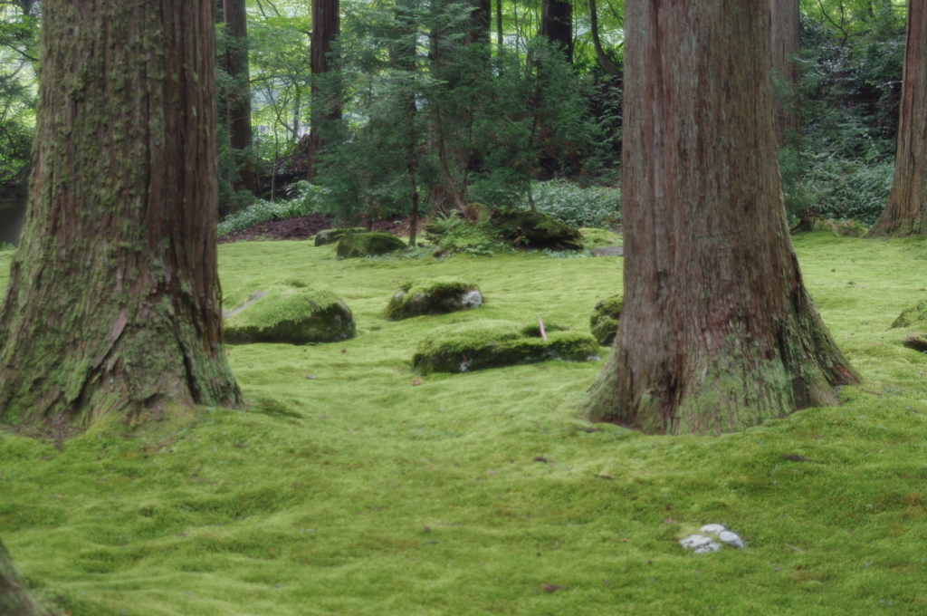 平泉寺白山神社3　