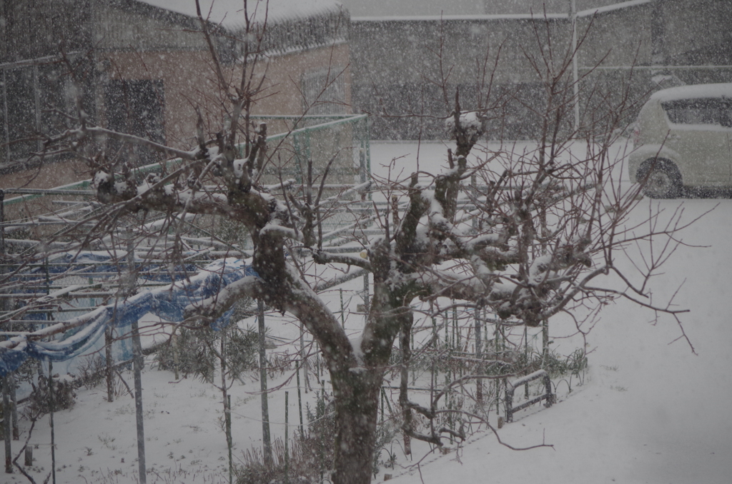今年の初積雪