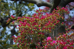 もうすぐ開花