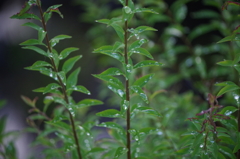 雨上がりの青葉