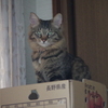 箱入り（　＾ω＾）・・・