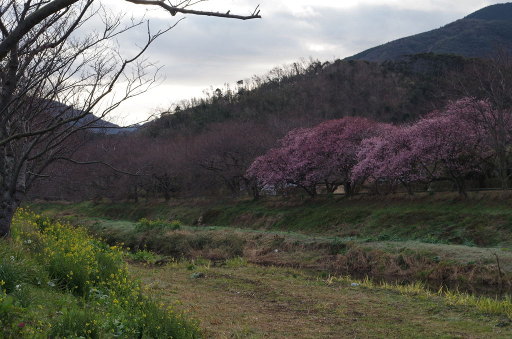 河津桜と菜の花