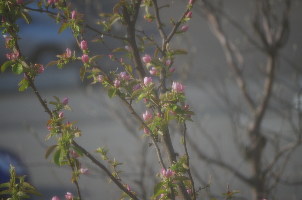 かりんの花