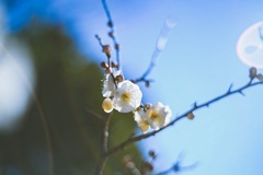 白鳥庭園 梅の花3