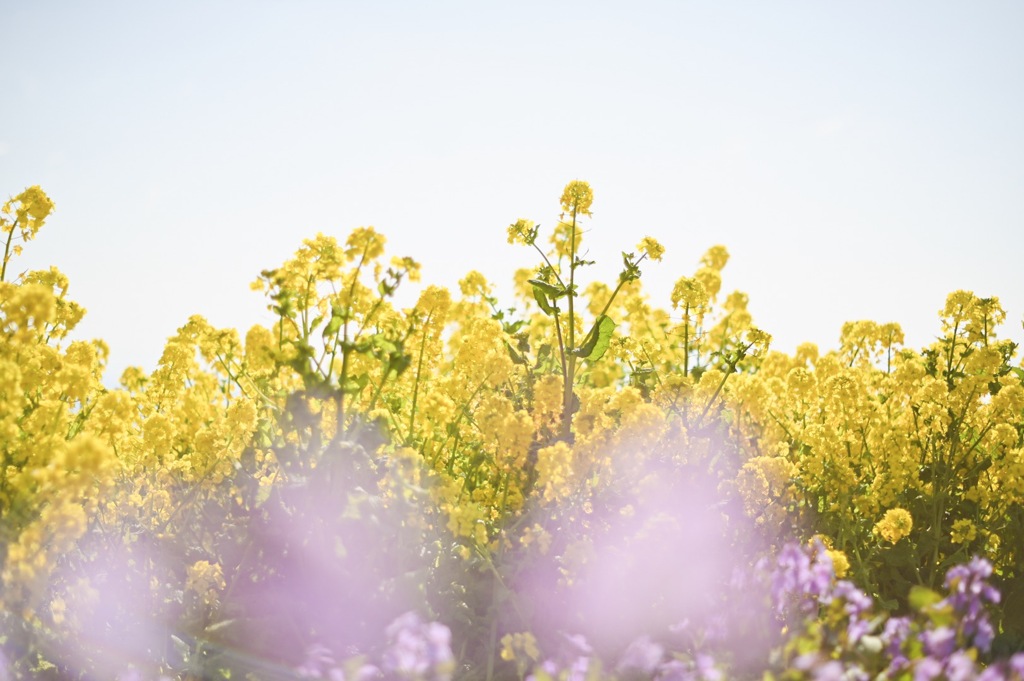菜の花10