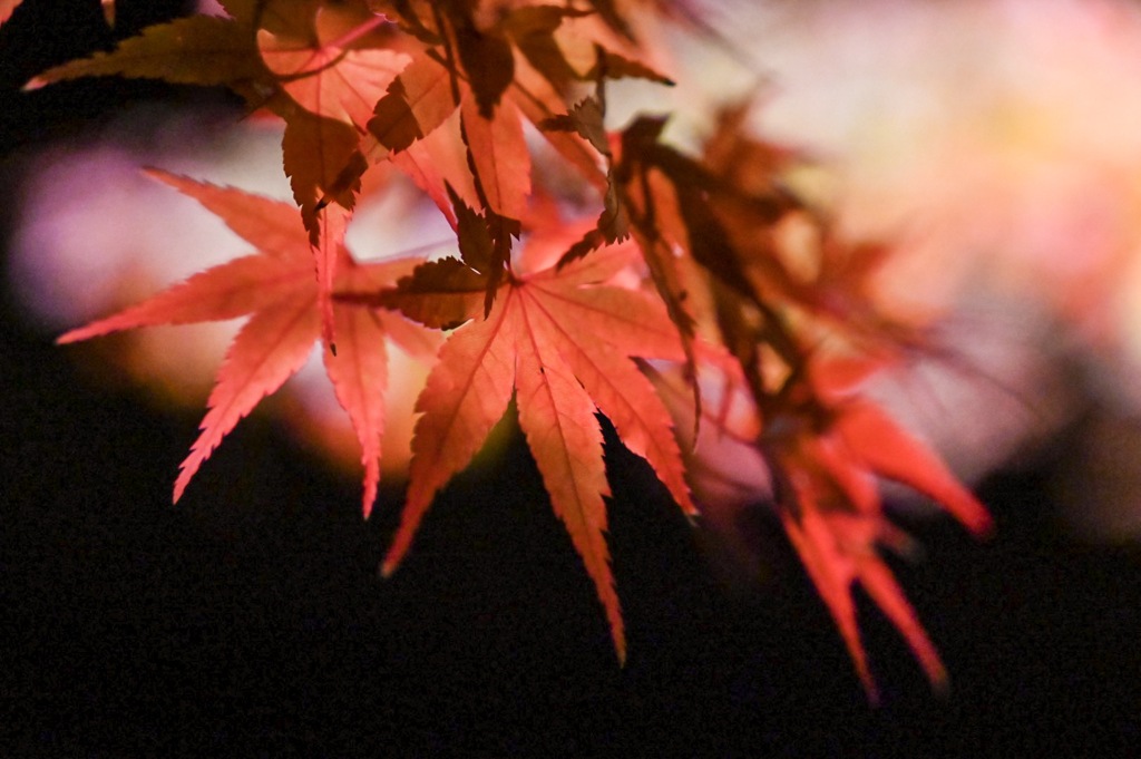 東公園 紅葉 ライトアップ2