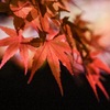 東公園 紅葉 ライトアップ2