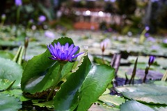 神戸 動物園