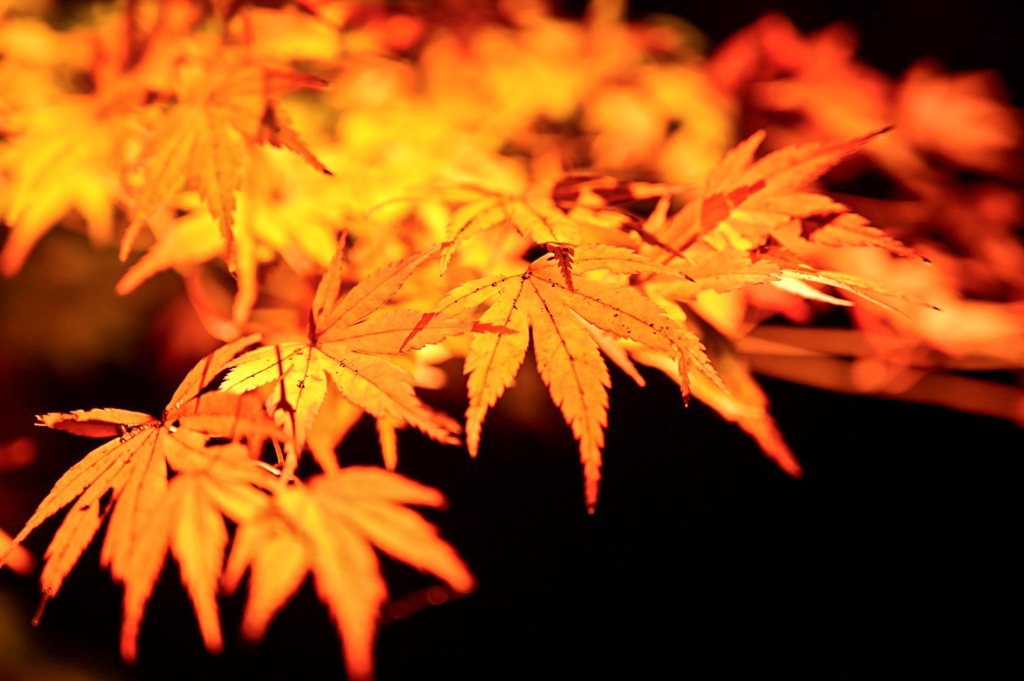 東公園 紅葉 ライトアップ