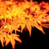 東公園 紅葉 ライトアップ