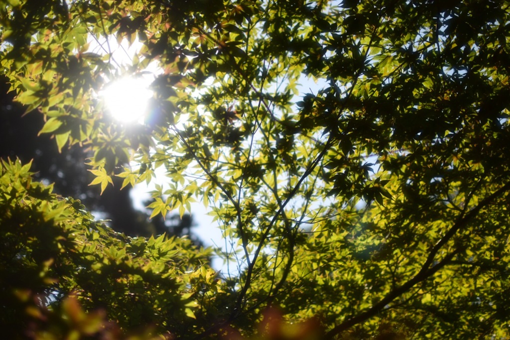 初夏の紅葉