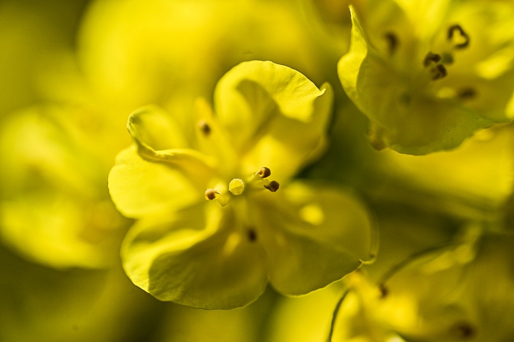 菜の花9